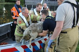 Brandweer haalt verkleumd schaap van eiland in Oosterdel