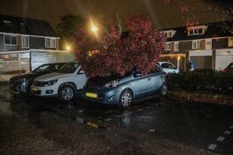Omgevallen boom belandt op auto door storm Boelo in Heerhugowaard